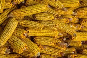 Harvesting corn dried in the rural garden. Yellow corn cob background or texture. Corn vegetable pattern. photo