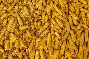 Harvesting corn dried in the rural garden. Yellow corn cob background or texture. Corn vegetable pattern. photo
