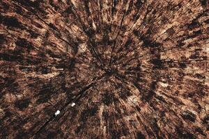 abstract texture tree surface background photo