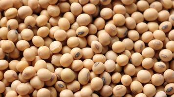 Soybean beans, closeup of soybeans, macro soybeans, soybean background video