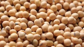 Soybean beans, closeup of soybeans, macro soybeans, soybean background video