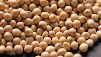 Soybean beans, closeup of soybeans, macro soybeans, soybean background video