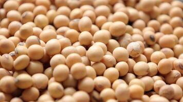 Soybean beans, closeup of soybeans, macro soybeans, soybean background video