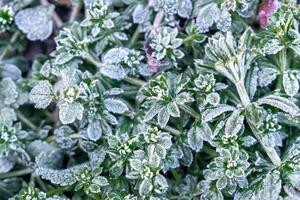 Selective focus. First frost on a frozen field plants, late autumn close-up. Beautiful abstract frozen microcosmos pattern. Freezing weather frost action in nature. Floral backdrop. photo