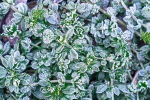 Selective focus. First frost on a frozen field plants, late autumn close-up. Beautiful abstract frozen microcosmos pattern. Freezing weather frost action in nature. Floral backdrop. photo