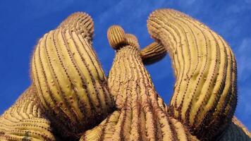 Arizona cacti. A view looking up a Saguaro cactus carnegia gigantia from its base. video