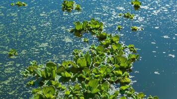 Aquatic plants Pistia stratiotes among duckweed and Wolffia in a stagnant pond video