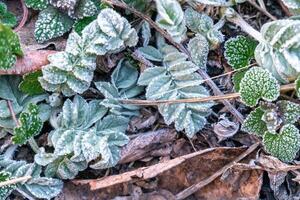 Selective focus. First frost on a frozen field plants, late autumn close-up. Beautiful abstract frozen microcosmos pattern. Freezing weather frost action in nature. Floral backdrop. photo