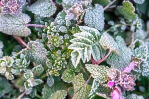 Selective focus. First frost on a frozen field plants, late autumn close-up. Beautiful abstract frozen microcosmos pattern. Freezing weather frost action in nature. Floral backdrop. photo