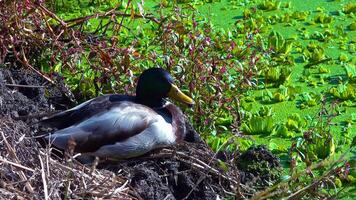 Duck Anas platyrhynchos resting on the shore of a lake with duck grass growing on the water video