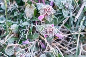 Selective focus. First frost on a frozen field plants, late autumn close-up. Beautiful abstract frozen microcosmos pattern. Freezing weather frost action in nature. Floral backdrop. photo