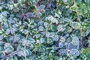 Selective focus. First frost on a frozen field plants, late autumn close-up. Beautiful abstract frozen microcosmos pattern. Freezing weather frost action in nature. Floral backdrop. photo