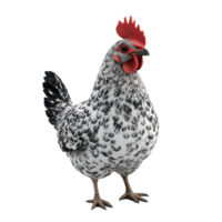 Speckled Chicken on Transparent Background AI-Generative png