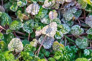 Selective focus. First frost on a frozen field plants, late autumn close-up. Beautiful abstract frozen microcosmos pattern. Freezing weather frost action in nature. Floral backdrop. photo