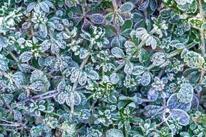Selective focus. First frost on a frozen field plants, late autumn close-up. Beautiful abstract frozen microcosmos pattern. Freezing weather frost action in nature. Floral backdrop. photo