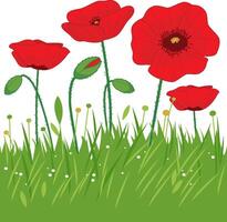 Red poppies. Field wildflowers. Background illustration banner with red poppy flowers and fresh green grass. vector