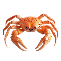 A Close-Up View of a Red King Crab with Transparent Background png