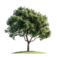 A Lush Green Tree Stands Tall with a Transparent Background, Isolated and Ready for Design Projects png