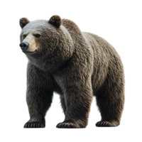 A Majestic Brown Bear Stands Tall, a Striking Example of Nature's Beauty with a Transparent Background. png