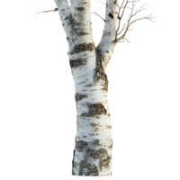 Birch Tree Trunk with Transparent Background, Isolated on Black for Design and Compositing png
