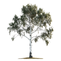Isolated Birch Tree with Transparent Background, Perfect for Nature Scenes and Design Projects png