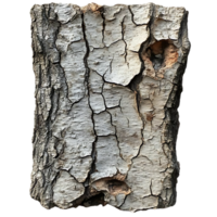 Cracked Tree Bark with a Transparent Background, a Natural Texture for Design Projects png