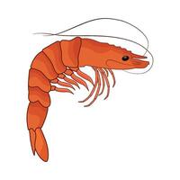 illustration of shrimp vector