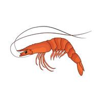 illustration of shrimp vector