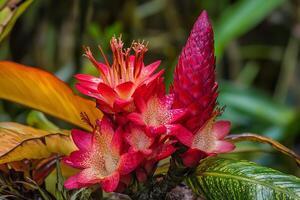Exotic Hawaiian plants and flowers bloom in rich colors amidst lush greenery photo