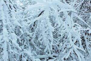The branches bent under the weight of the snow on a winter day. Snow hazard photo