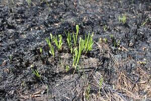 Restoration of nature after fire young grass grass greens on ash photo