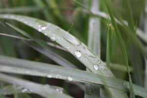 dew or raindrops on the green grass close up the summer spring photo