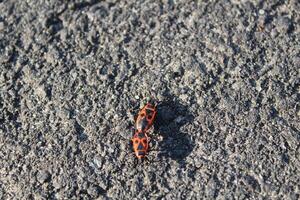 Two red firemen beetles on grey dark asphalt road photo