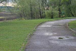 wet paved road in the park in the summer on the right there is a bench and a green tree photo