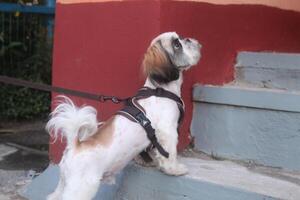 Walking a dog on a harness. Safe system for walking a dog photo