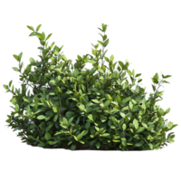 Lush Green Bush with Transparent Background - Ideal for Digital Design and Compositing png