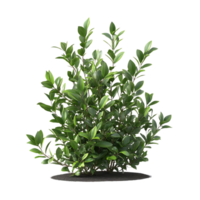 Lush Green Bush with Transparent Background, Perfect for Landscaping and Design Projects png