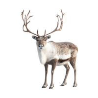 Reindeer with Large Antlers Stands on a Transparent Background, Isolated Animal for Design Projects png