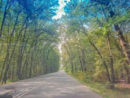 Road in forest in spring. Landscape with empty asphalt road through woods.Czech photo