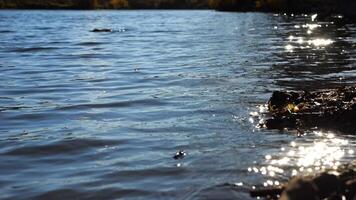 Furry otter swimming in pond at background. Calm view on lake with small waves at sunny day. Beautiful nature landscape. Concept of tranquility scene. Slow motion photo