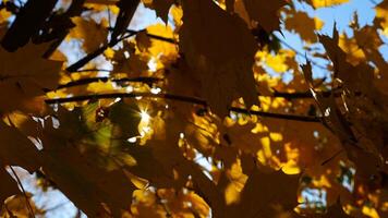 Yellow maple leaves on tree branches gently swaying in the wind at sunny day. Lush autumn orange foliage swinging on breeze at forest. Beautiful colorful fall season. Close up Slow motion photo
