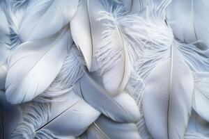 A close-up view of soft, white feathers creating a delicate and fluffy texture photo