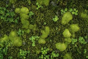 A moss texture background features a lush, green, and textured surface resembling natural moss photo