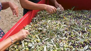 Hand touching olive for production of Extra virgin Oil photo