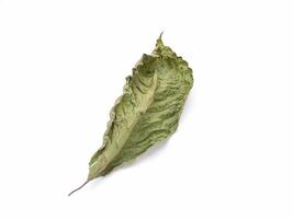 Top view of Mitragyna Speciosa or Kratom leaf isolated on white background with copy space for text. Close-up photo. Medical and herbal concept photo