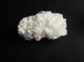 White dried Snow Fungus on black background photo
