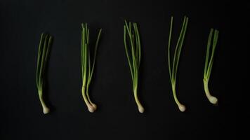 Top view of five green onions are arranged in a row photo