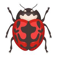 Ladybug red beetle vector