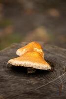 Mushrooms on an old tree stump. Natural back. photo