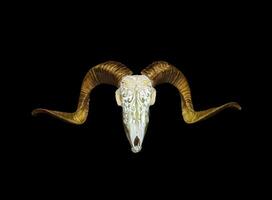 Ram skull with horns. A pattern carved into the skull of an animal. Isolate on a black back photo
